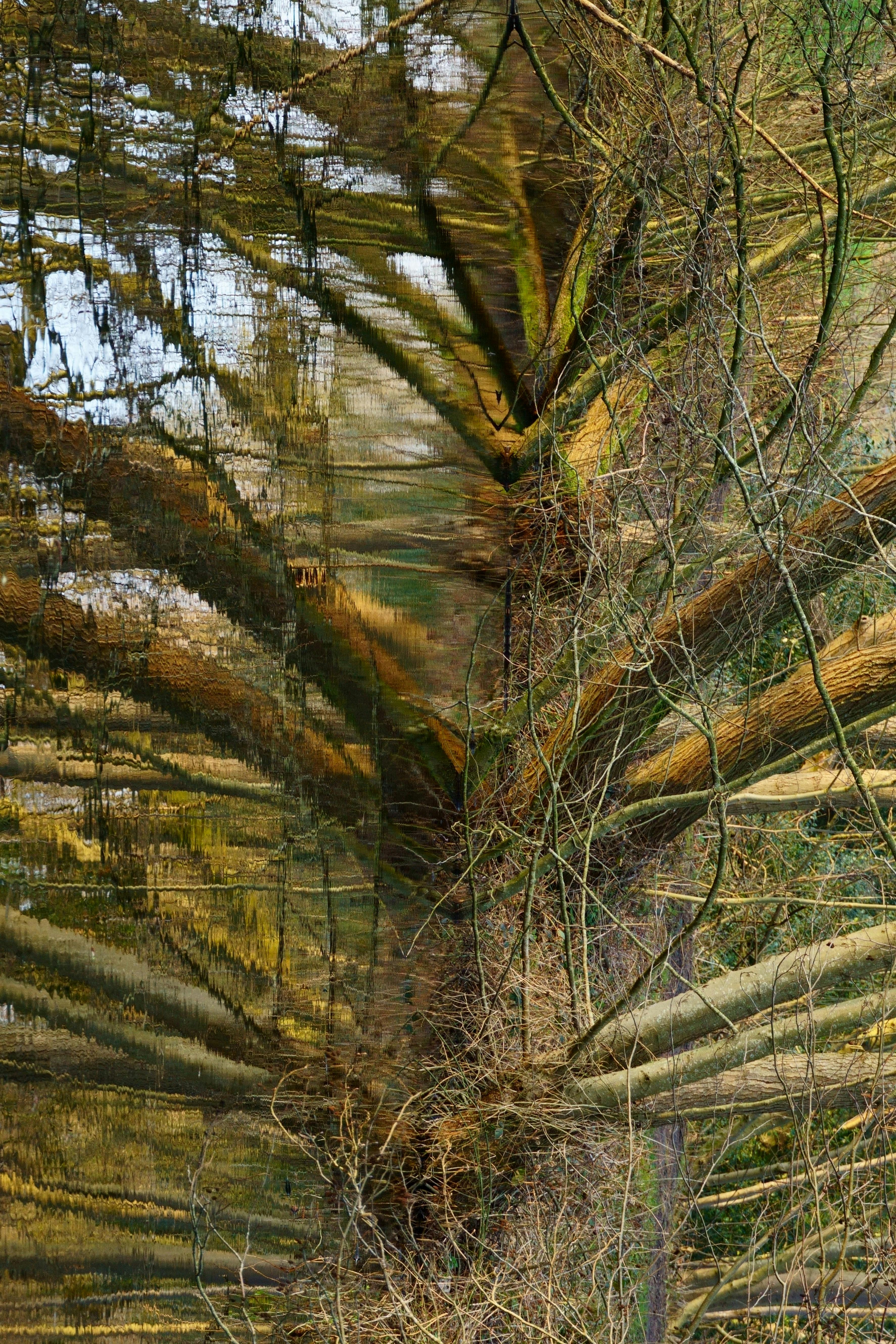 Artistic photo capturing tree branches reflected in water creating a surreal pattern.