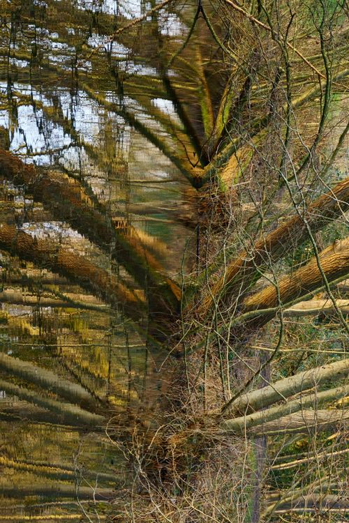 Free Artistic photo capturing tree branches reflected in water creating a surreal pattern. Stock Photo