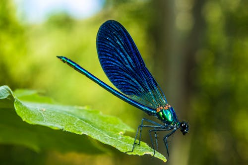 A blue dragonfly sitting on a leaf