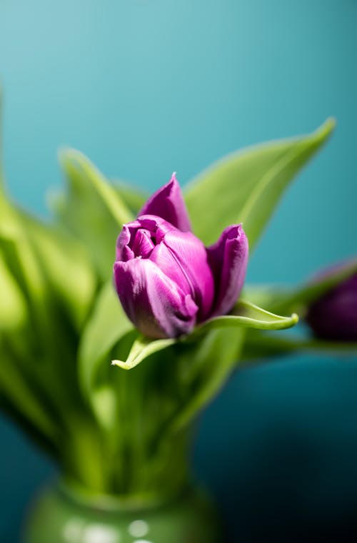 Kostenloses Stock Foto zu blume, blütenblätter, frühling