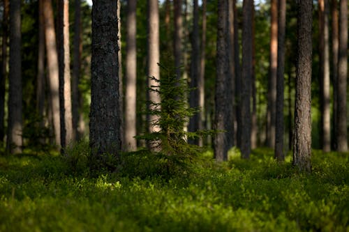 Ilmainen kuvapankkikuva tunnisteilla auringonvalo, ikivihreä, kasvit