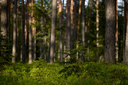 A serene view of a sunlit evergreen forest featuring young spruce trees with rich green foliage.