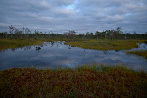 A marsh with grass and trees in the background