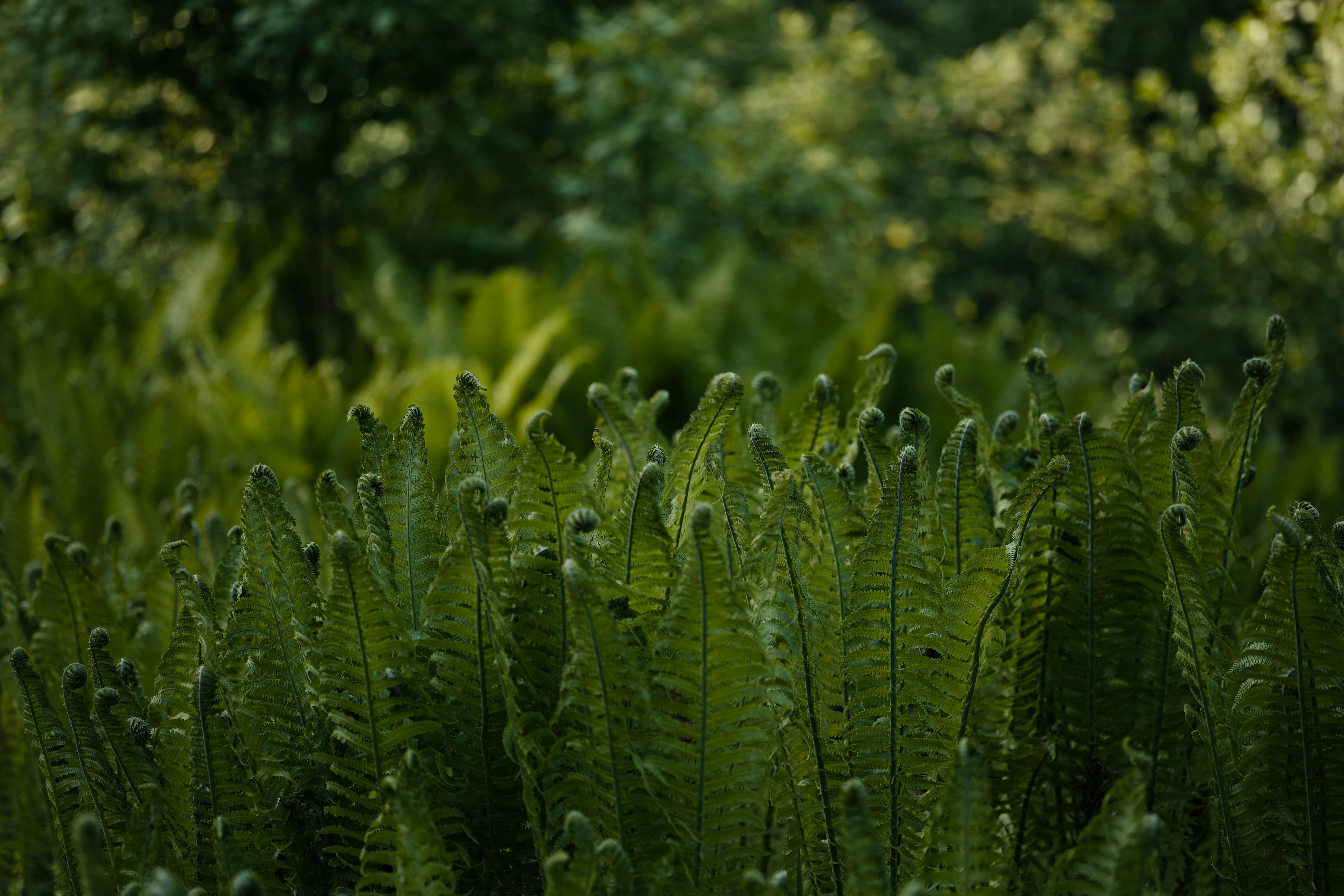 A serene view of lush green ferns in a forest, capturing the essence of natural tranquility.