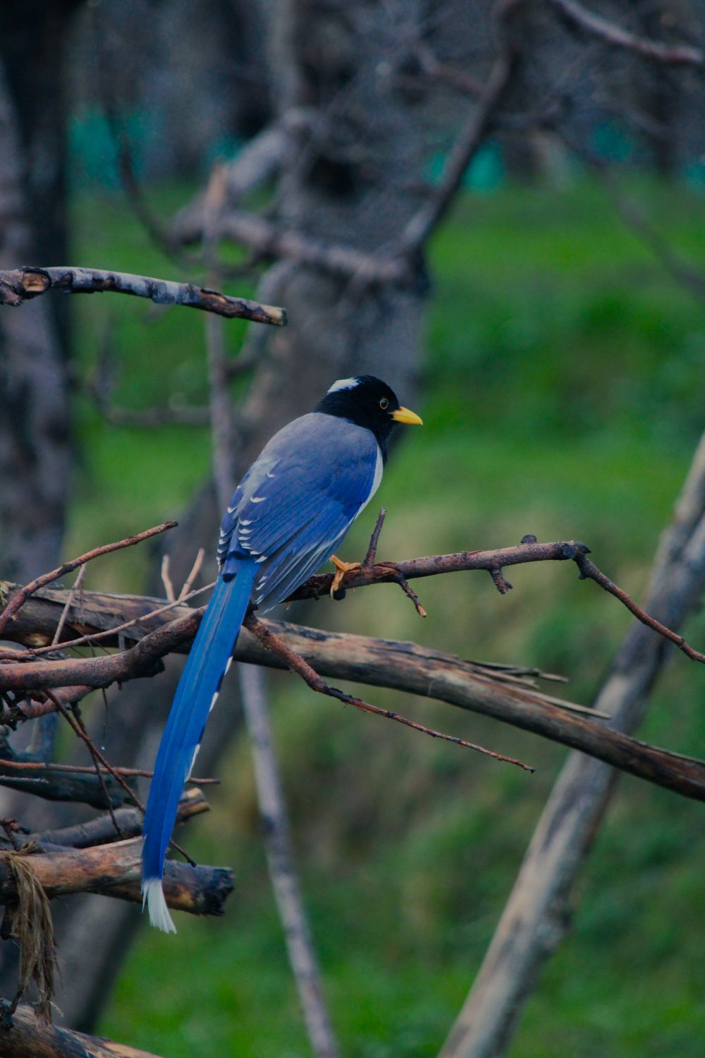 Blue Magpie Perching on Sticks · Free Stock Photo