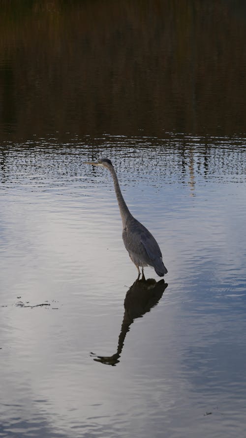 Great Blue Heron Reflecting in a Pond