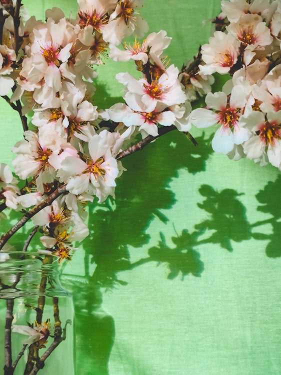Fotobanka s bezplatnými fotkami na tému čerešňový kvet, jar, kvet ovocného stromu