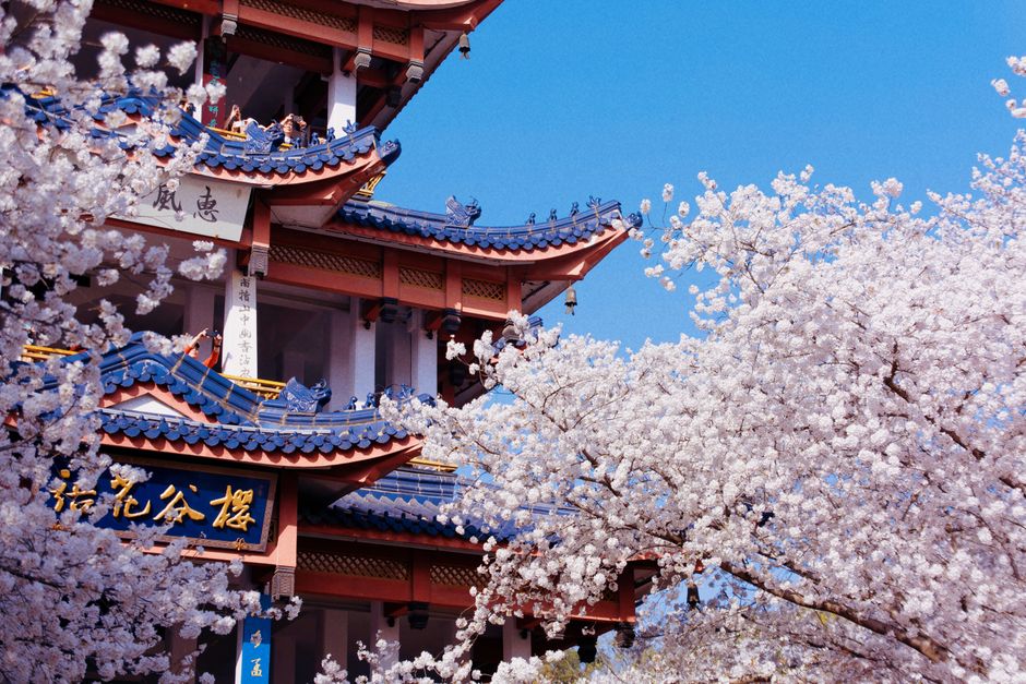 Cherry blossoms surround a pagoda under a clear blue sky. Perfect spring scenery.