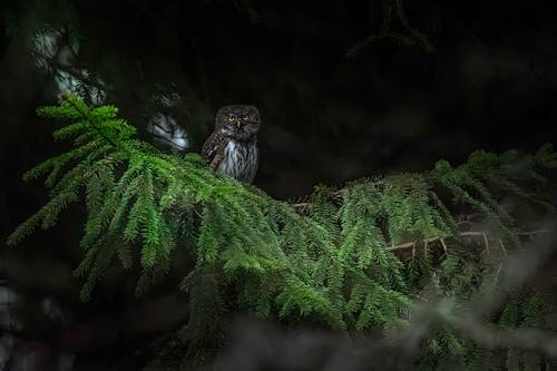 A small owl perched on a branch in the dark