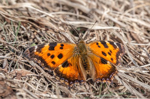 A small orange and black butterfly sitting on the ground