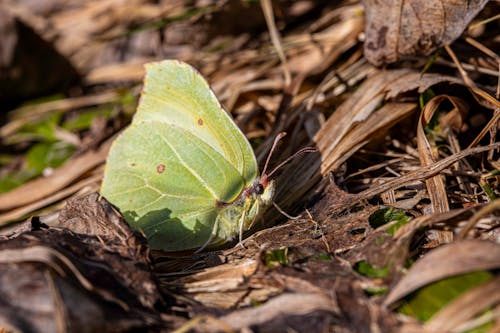 A small green butterfly sitting on the ground