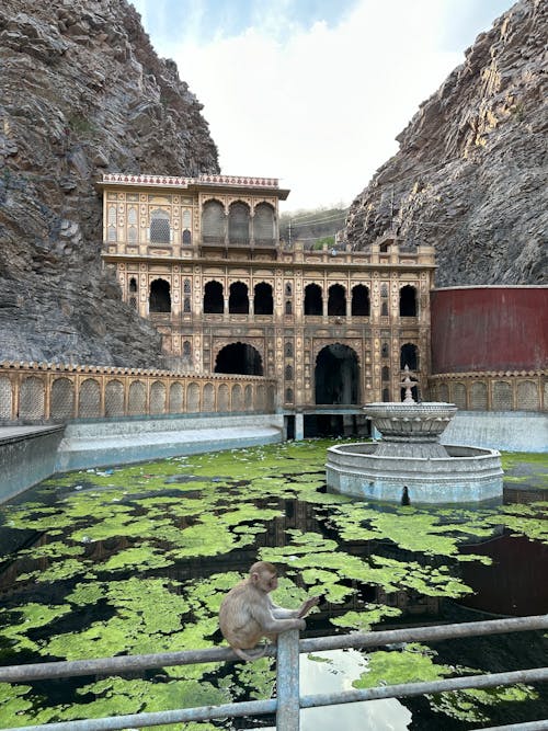 A monkey sits on the edge of a pond in front of a building