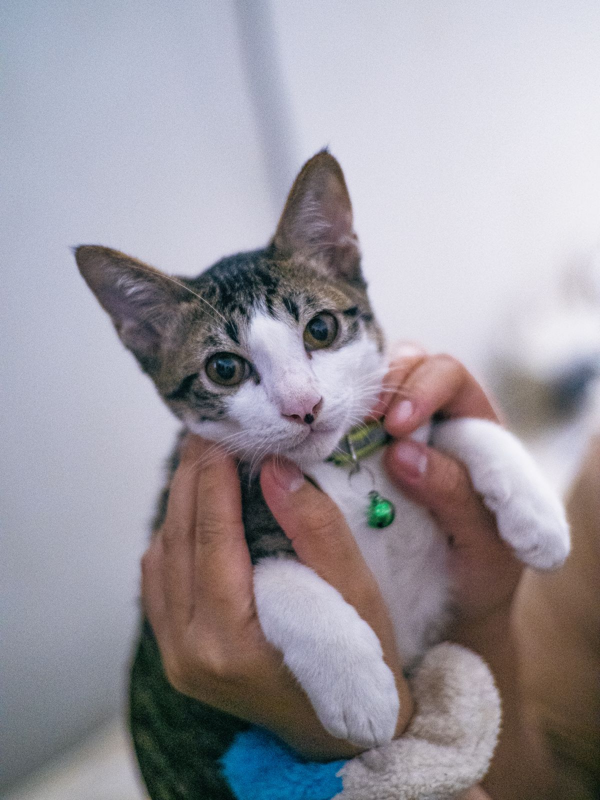 Common Kitten Health Problems in the First Year
