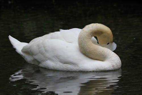 Gratis stockfoto met dierenfotografie, meer, natuur