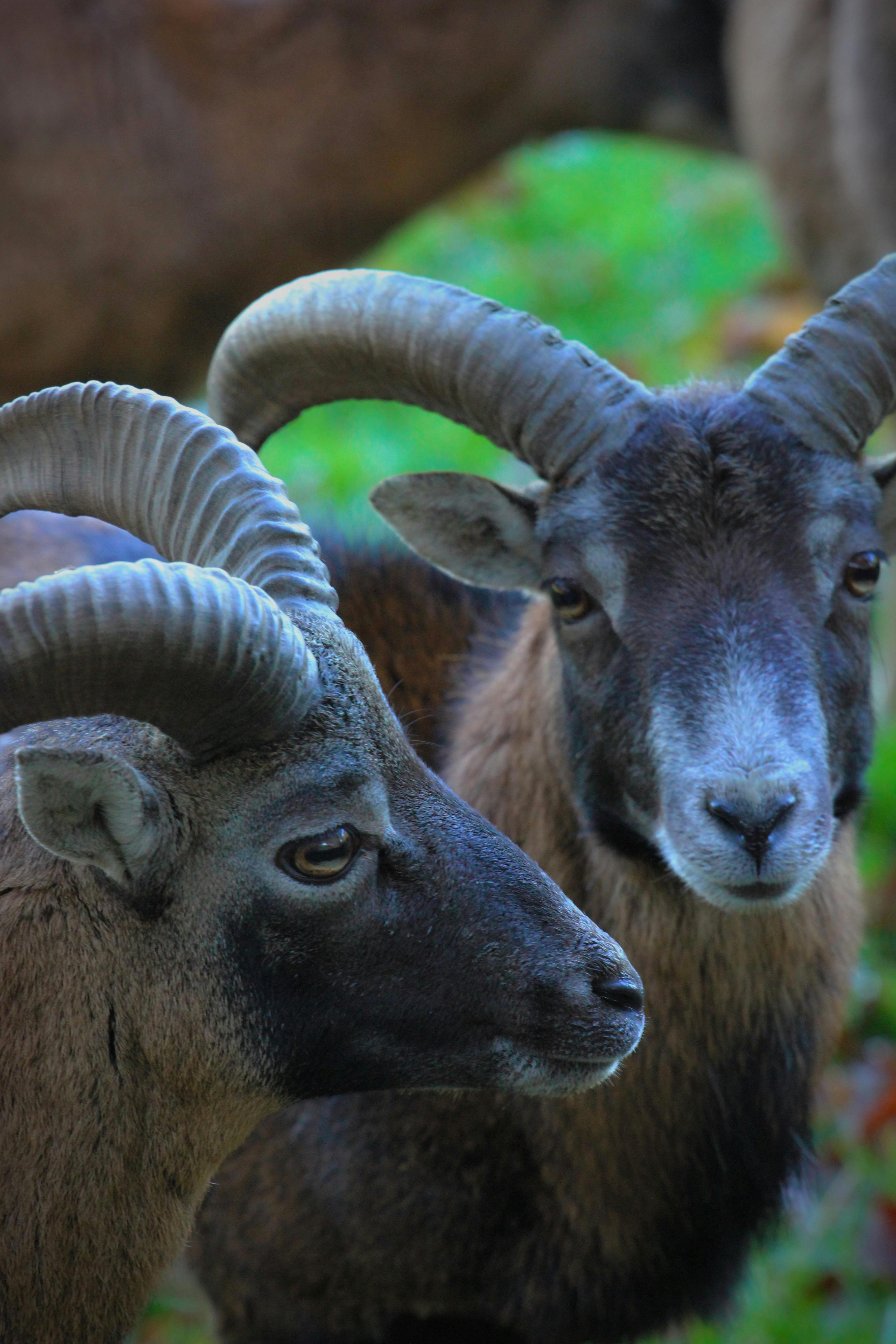 Gratuit Photos gratuites de à quatre pattes, allemagne, almanya Photos