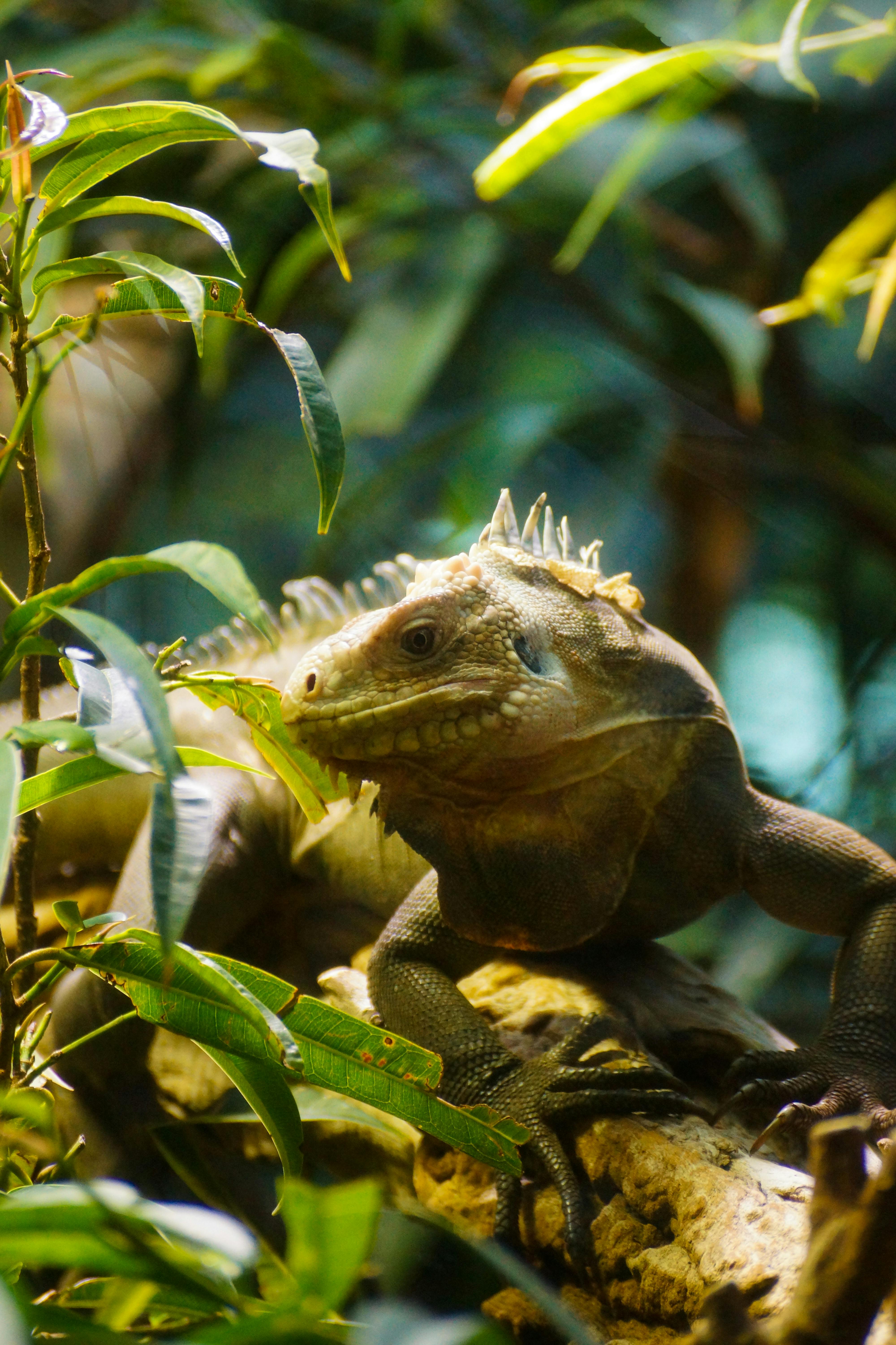 iguana