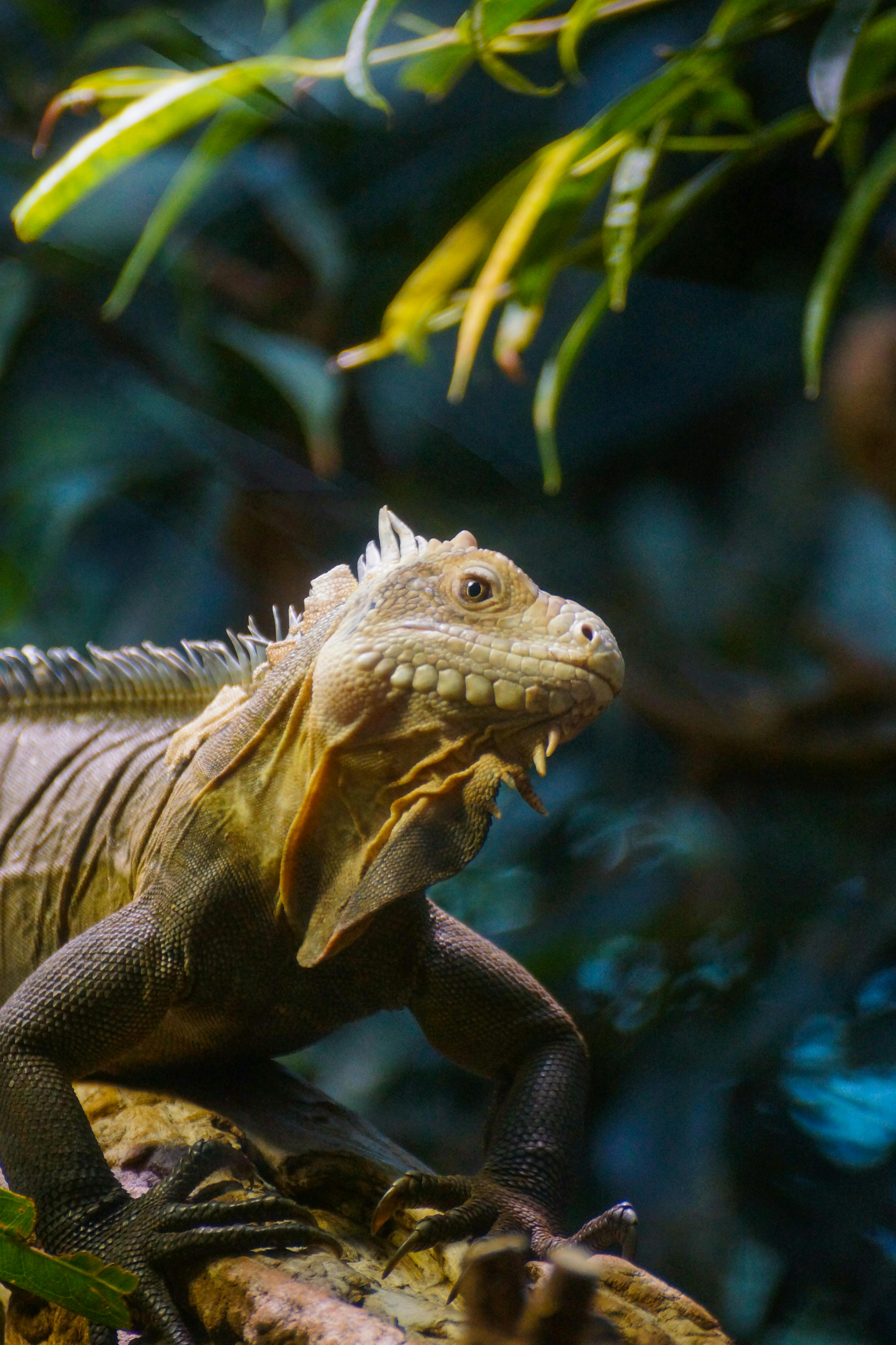 an iguana is sitting on a branch in the jungle