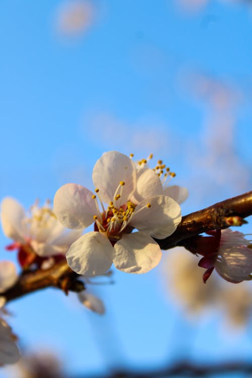คลังภาพถ่ายฟรี ของ lightroom, ดอกไม้ฤดูใบไม้ผลิ, ตุรกี