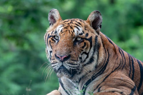 Gratis arkivbilde med bengal tiger, dyrefotografering, i fangenskap