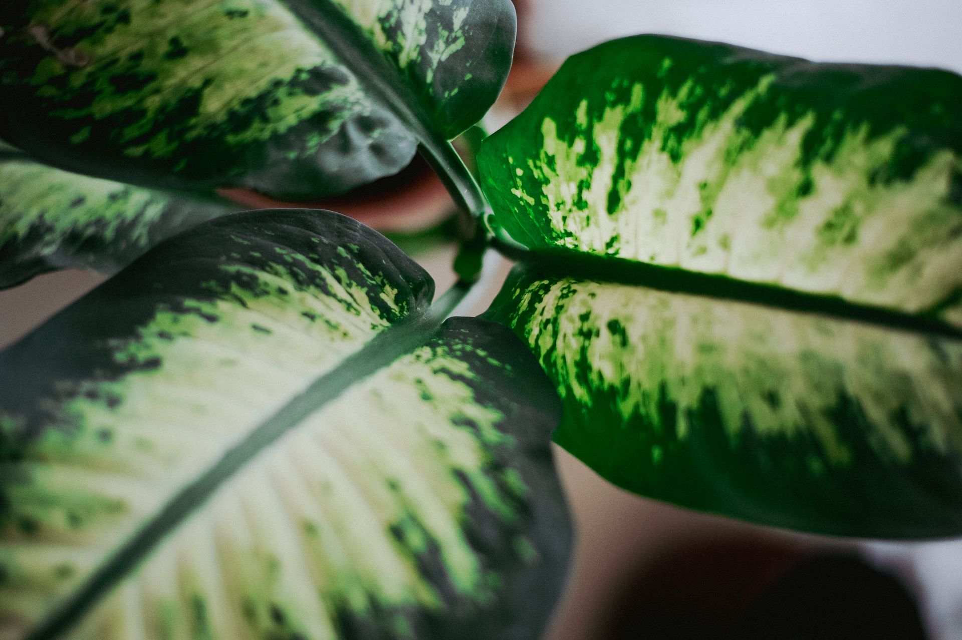 Vibrant close-up of Dieffenbachia plant leaves with striking green patterns.