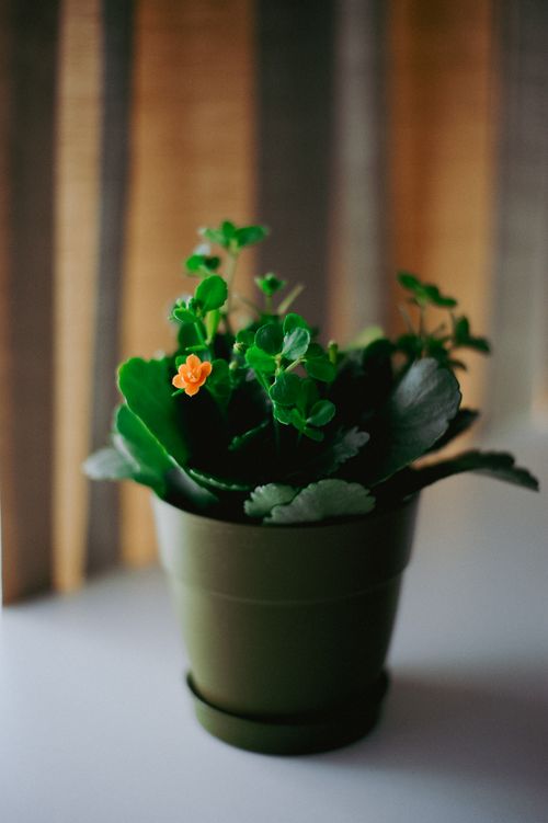 Free A close-up view of an orange flower blooming among green leaves in a decorative pot, perfect for indoor decor inspiration. Stock Photo