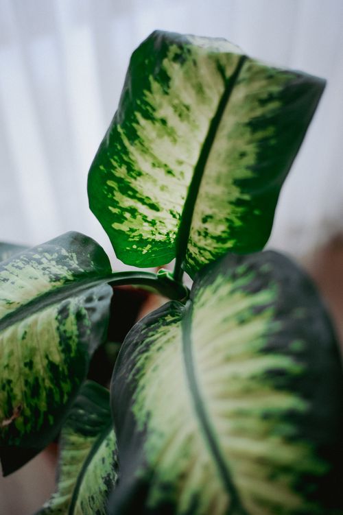 Free Detailed view of green and white variegated plant leaves with natural light. Stock Photo