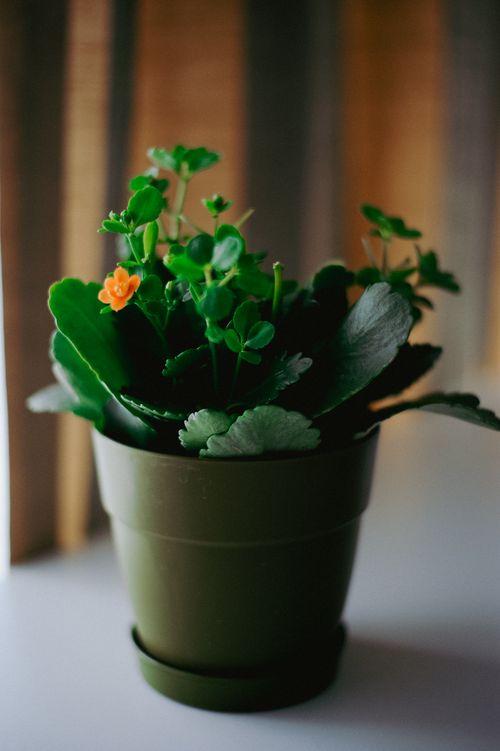 Free A close-up shot of a vibrant potted plant with green leaves and a bright orange blossom indoors. Stock Photo