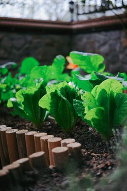 Green lettuce plants thriving in backyard garden