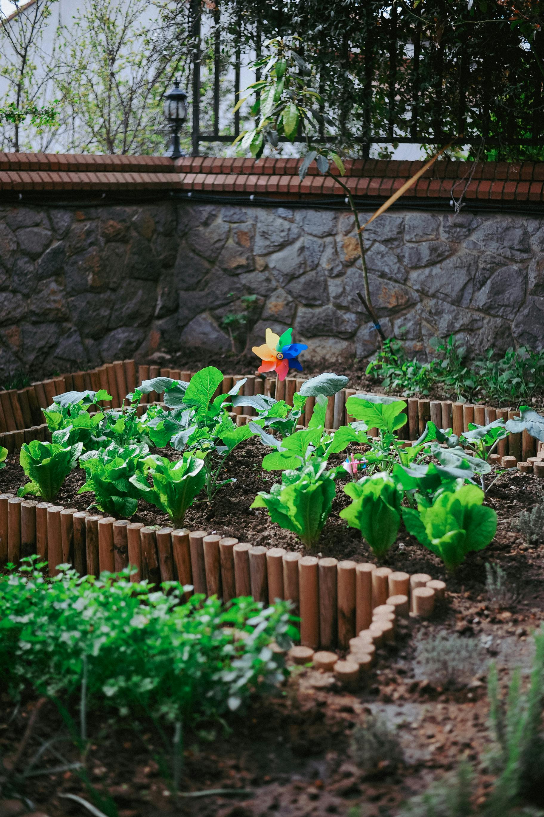 A vibrant vegetable garden featuring lush lettuce and herbs with a colorful pinwheel accent.