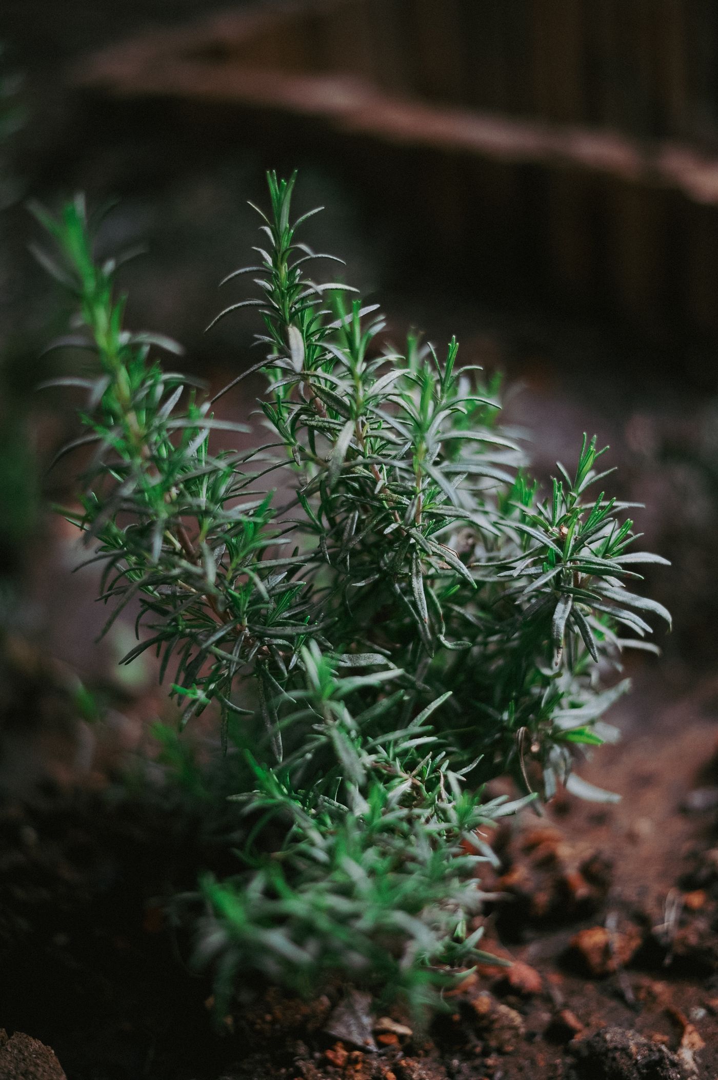 Fresh rosemary growing as a bush in a garden