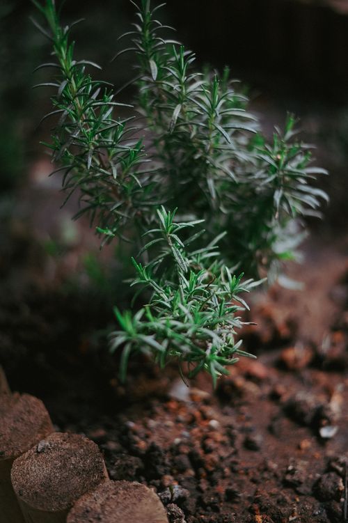 Free Vertical shot of lush rosemary plant thriving in rich garden soil, ideal for spice and herb enthusiasts. Stock Photo