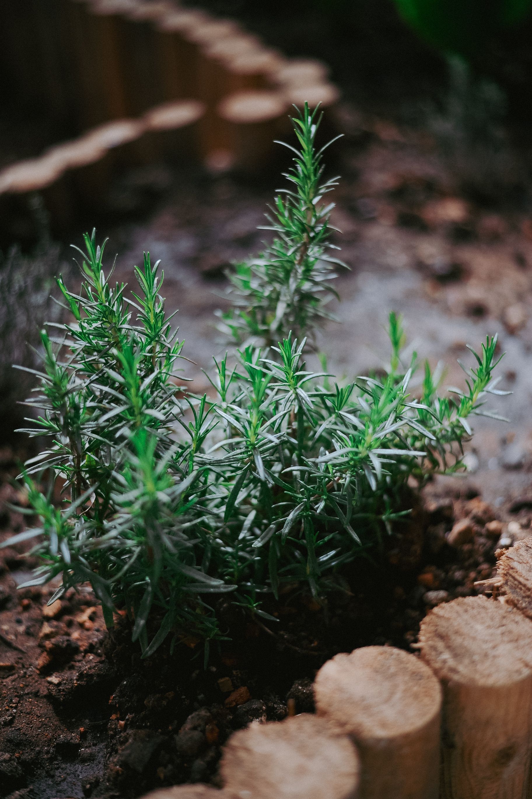 DIY : Créer des bordures de jardin en bois flotté 