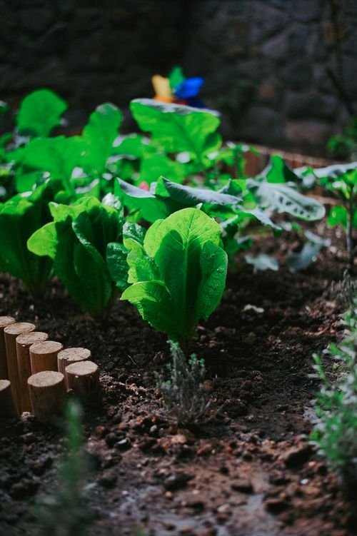 Romaine lettuce growing in a tidy garden bed — photo by Daka on Pexels