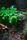 green garden