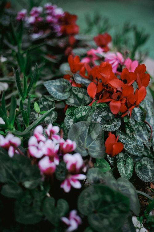 Free Beautiful red and pink Cyclamen flowers surrounded by lush green leaves in a serene garden setting. Stock Photo