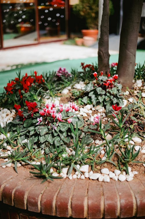 Ilmainen kuvapankkikuva tunnisteilla cyclamen persicum, kasvi, koristelu