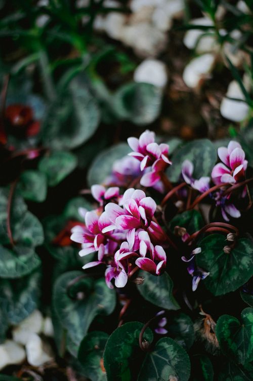 Free Close-up of blooming pink cyclamen flowers in a garden setting. Stock Photo