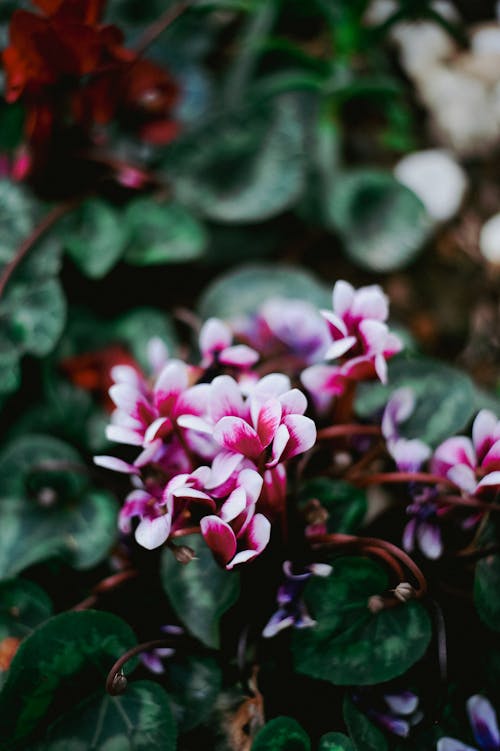 Ilmainen kuvapankkikuva tunnisteilla cyclamen persicum, kasvi, lähikuva