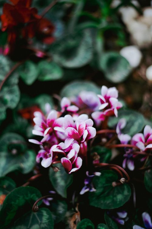 Free A close-up of vibrant pink and white Cyclamen persicum flowers blooming in a garden setting. Stock Photo