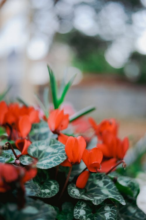 Fotobanka s bezplatnými fotkami na tému červené kvety, cyklámen perský, listy