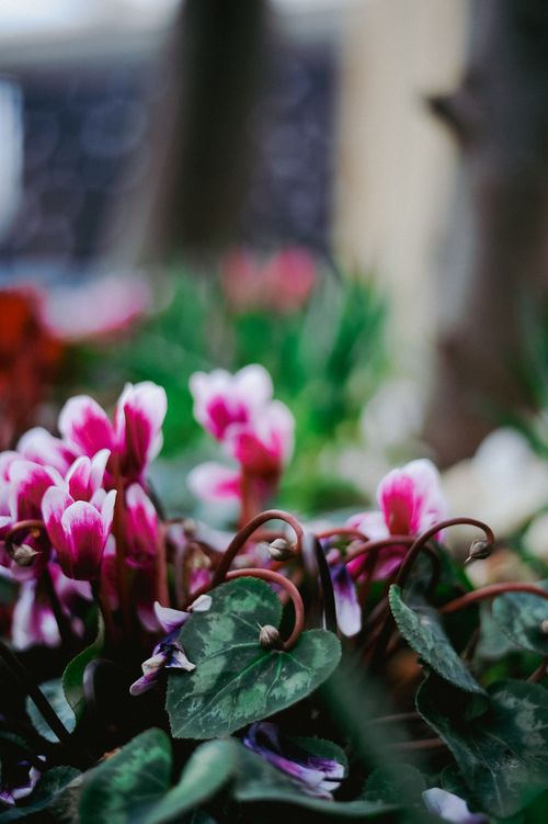 Free Close-up view of vibrant pink Cyclamen persicum flowers with lush green leaves. Stock Photo