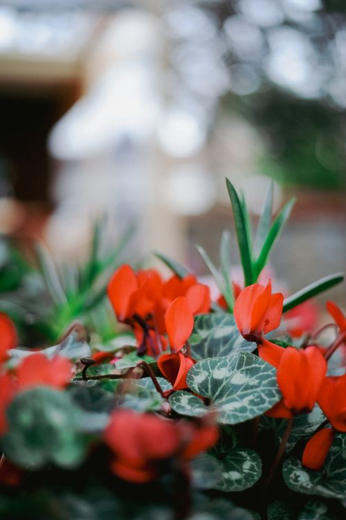 Free A close-up of red Persian cyclamen flowers with lush leaves in a natural garden setting. Stock Photo