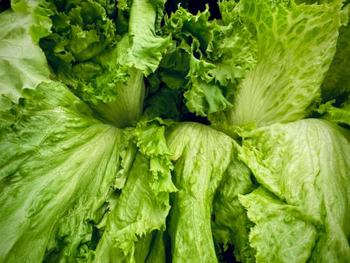 Free Close-up of vibrant fresh green lettuce leaves in a garden setting, showcasing natural texture. Stock Photo
