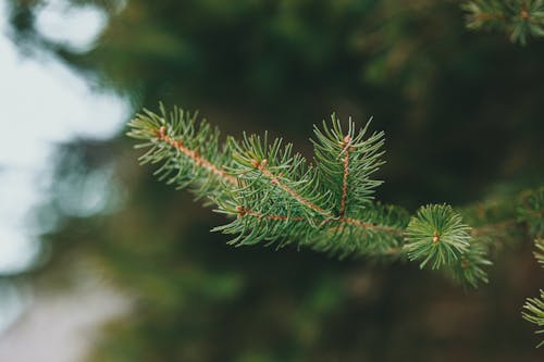 A close up of a pine branch with needles