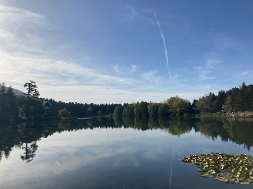 A lake with water lilies and trees in the background