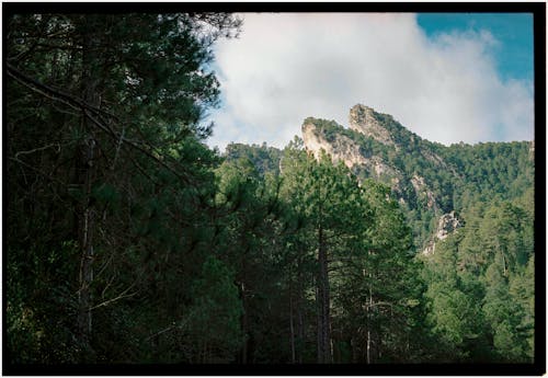 Foto profissional grátis de arbustos, colina, floresta
