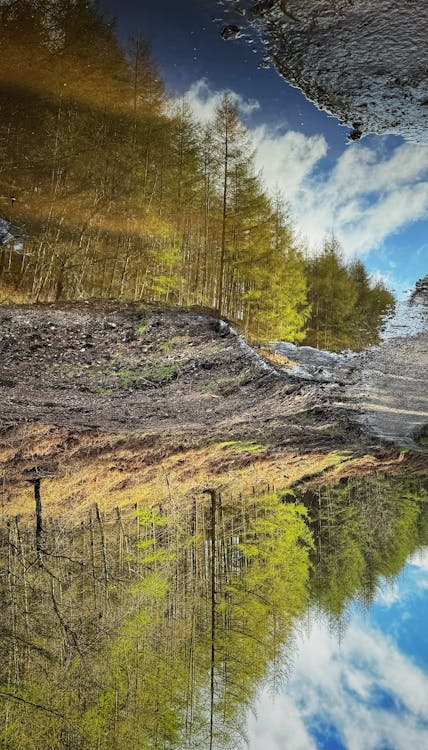 Kostenloses Stock Foto zu baum, reflektierung, reflexion