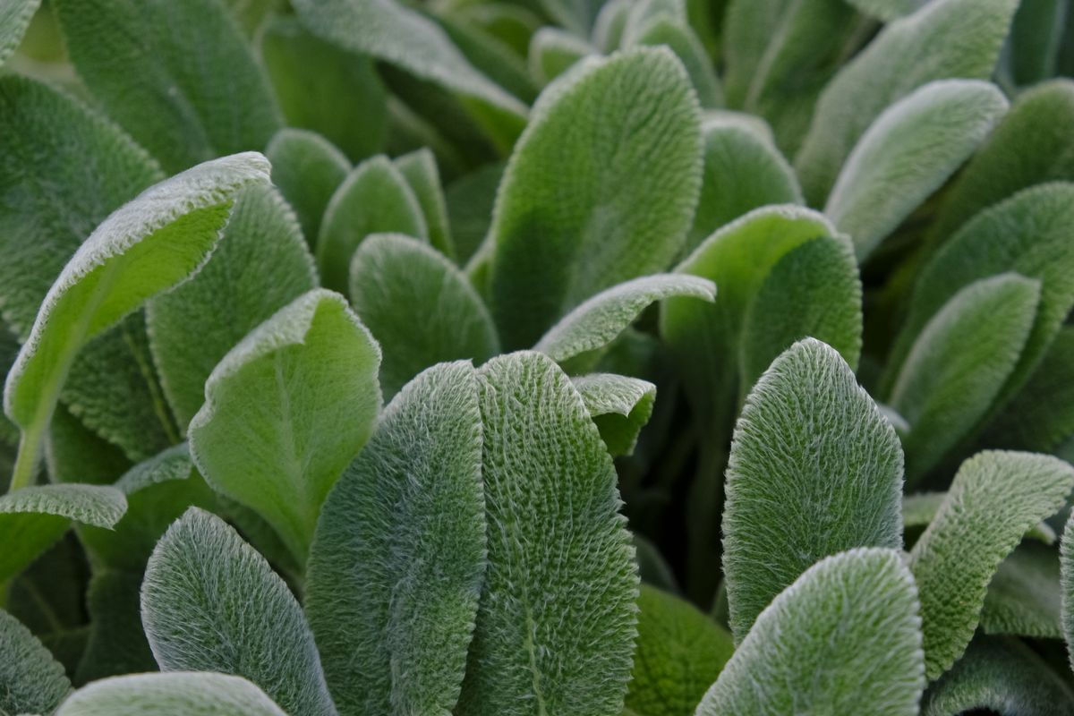 16 Drought-Tolerant Perennials for Dry, Sunny Gardens 2 Soft, silvery lamb's ear leaves up close