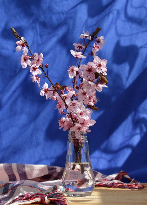 Free Pink cherry blossoms arranged in a clear glass vase against a vibrant blue backdrop, perfect for spring decor. Stock Photo