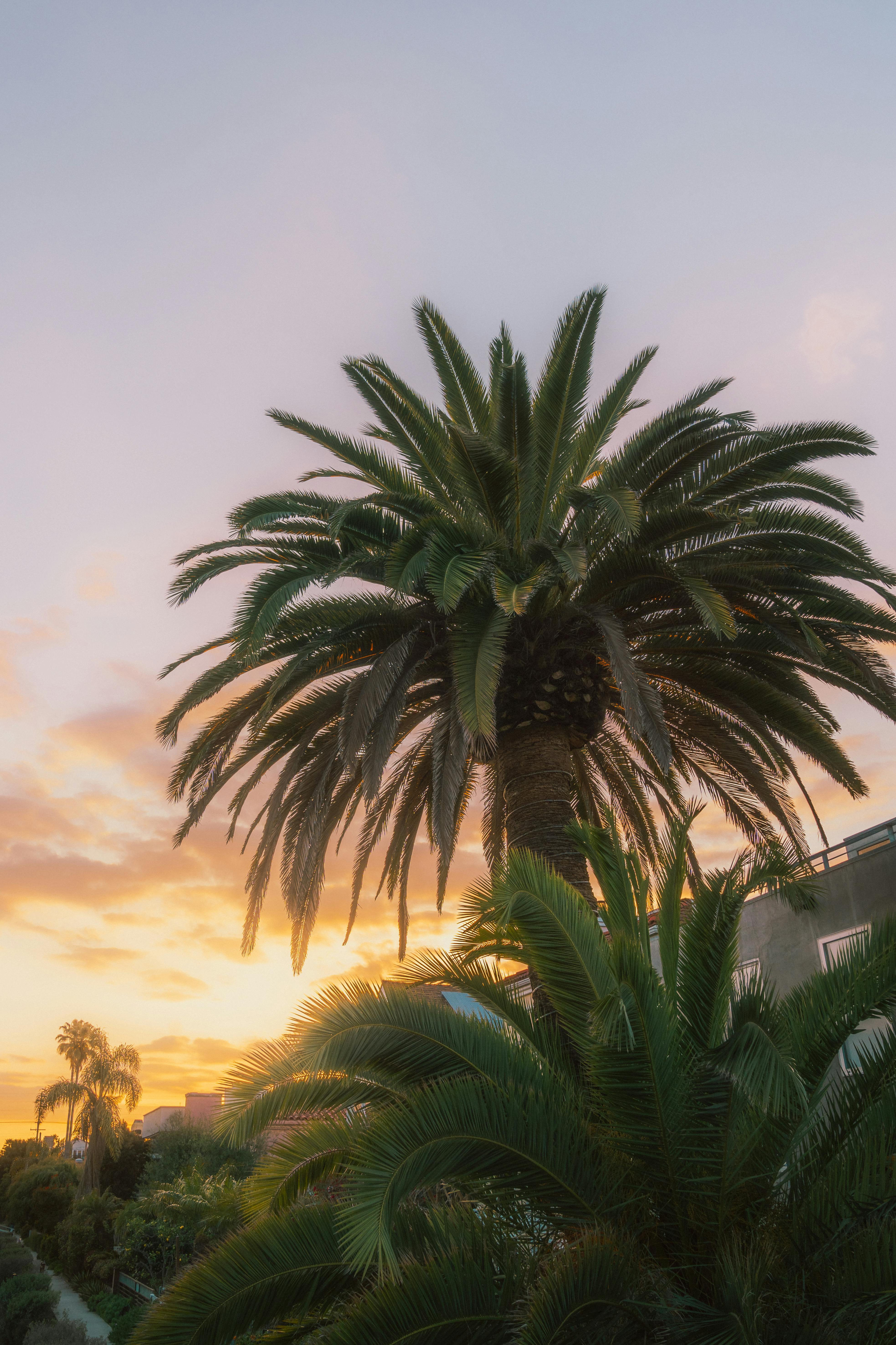 california palm tree sunset